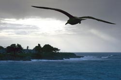 seagull, ocean